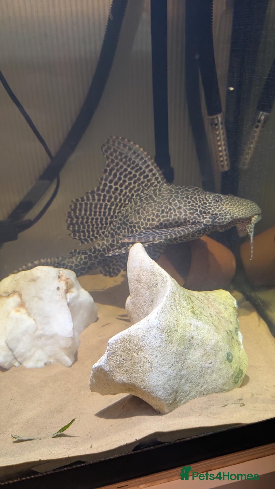 Plecos fish for sale: Pleco for rehoming - Advert 4