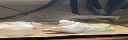 Plecos fish for sale: Pleco for rehoming in Cannock - Advert 1