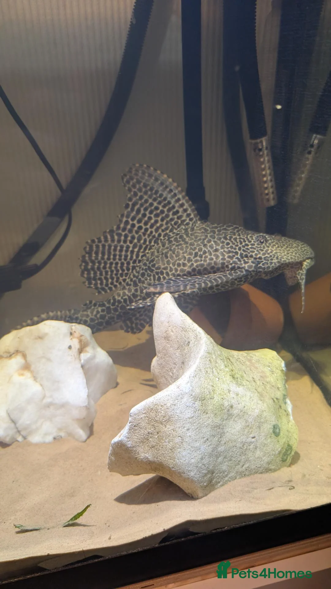 Plecos fish for sale: Pleco for rehoming in Cannock - Advert 1
