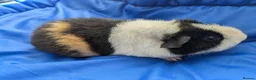Guinea Pig rodents for sale: Teddy guinea pigs boys from 5 months old - Advert 13