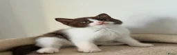 British Shorthair cats for sale: ❤️ OUR BEAUTIFUL BRITISH SHORTHAIR KITTENS ❤️ - Advert 25