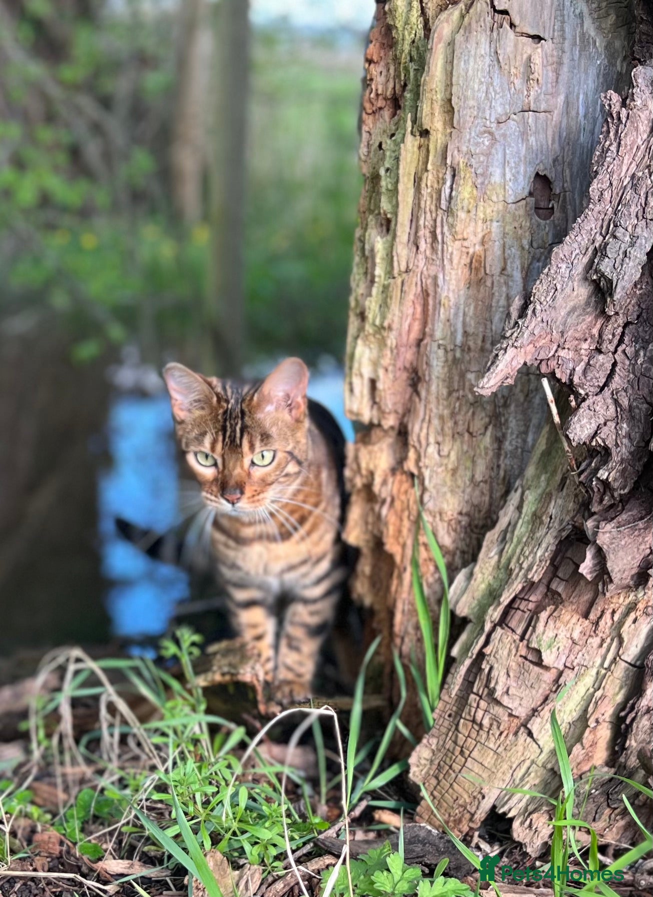 Bengal cats Beautiful Bengal 3 year old Girl - Advert 4