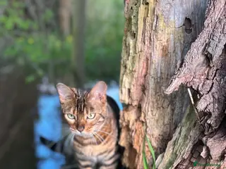 Bengal cats Beautiful Bengal 3 year old Girl - Advert 7