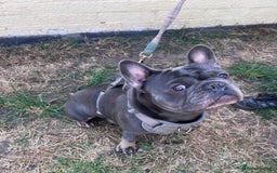 French Bulldog dogs for stud: Milo, French Bulldog For Stud. - Image 1