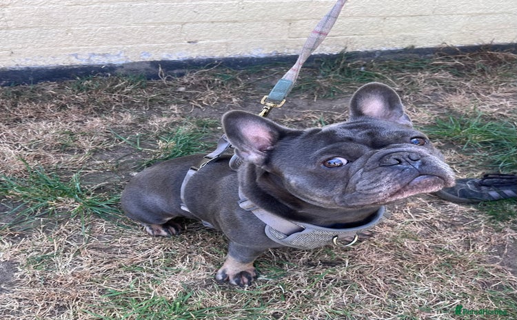 French Bulldog dogs - Advert 1