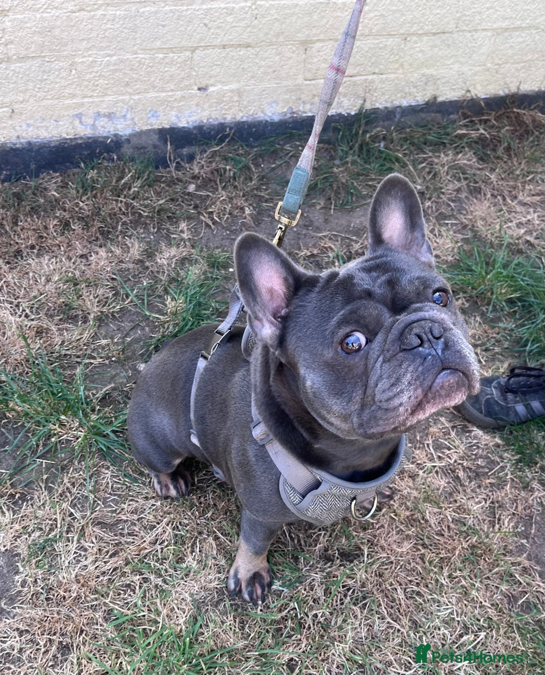 French Bulldog dogs for stud: Milo, French Bulldog For Stud. - Image 1