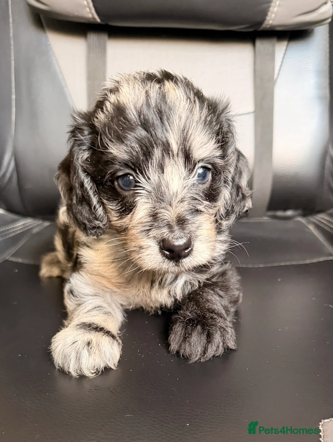 Doxiepoo dogs for sale:  *4LEFT* DOXIEPOOS BOTH PARENTS HEALTH TESTED  - Advert 20
