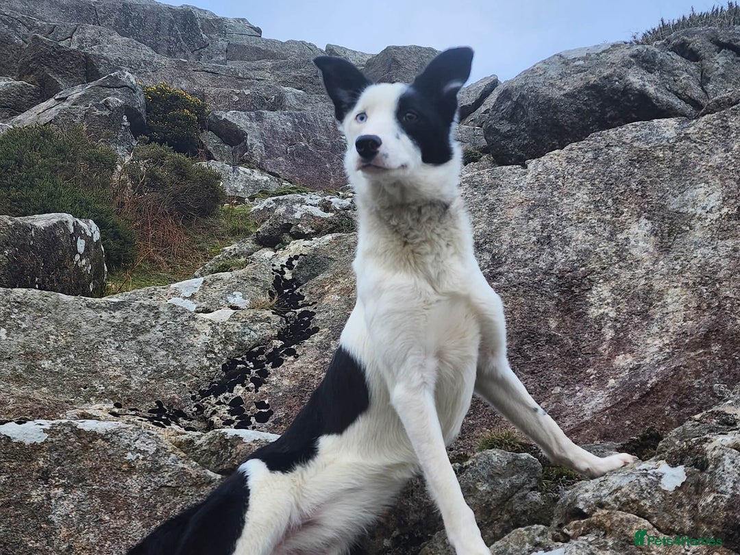 Border Collie dogs for sale: Lovely Border Collie Bitch – "Whisk" 16 Months Old - Advert 2
