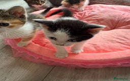 Ragdoll cats for sale: Four ragdoll crosses available - Image 6