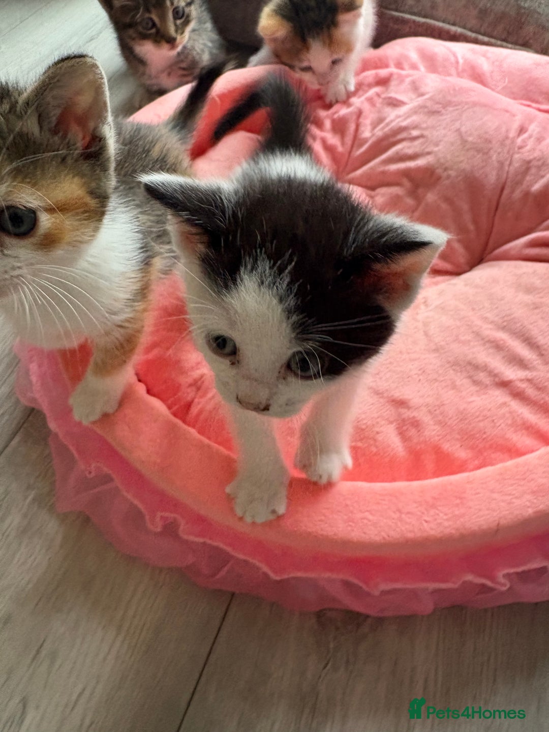 Ragdoll cats for sale: Four ragdoll crosses available - Image 6