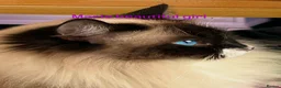 Ragdoll cats for sale: Magical - Advert 1