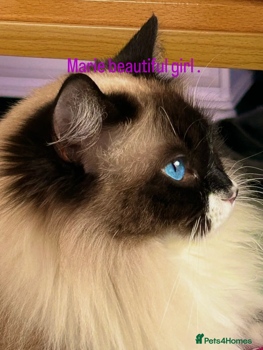Ragdoll cats for sale: Magical - Advert 1