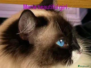 Ragdoll cats for sale: Magical - Advert 1