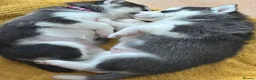 Siberian Husky dogs for sale: Beautiful Husky Puppies in Wells - Advert 7