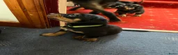Mixed Breed dogs for sale: Rottweiler Doberman mix in Berwick-upon-Tweed - Advert 13