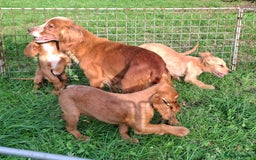 Cocker Spaniel dogs for sale: Working type cocker spaniel boys - Image 18