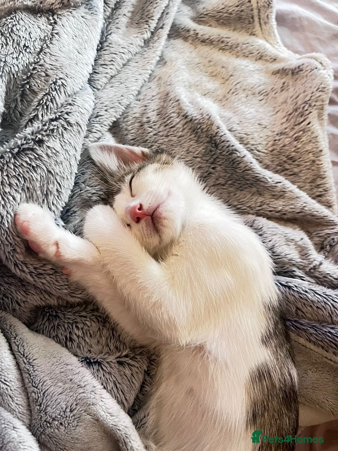British Shorthair cats for sale: White and grey tabby boy  - Image 3