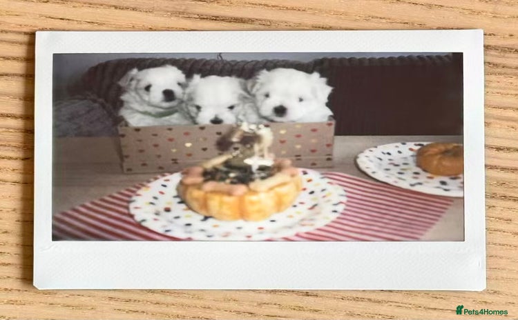 Maltese dogs - Advert 2