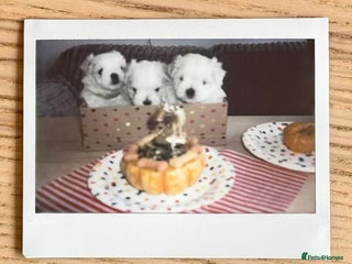 Maltese dogs - Advert 32