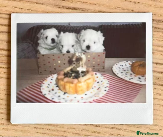 Maltese dogs - Advert 2