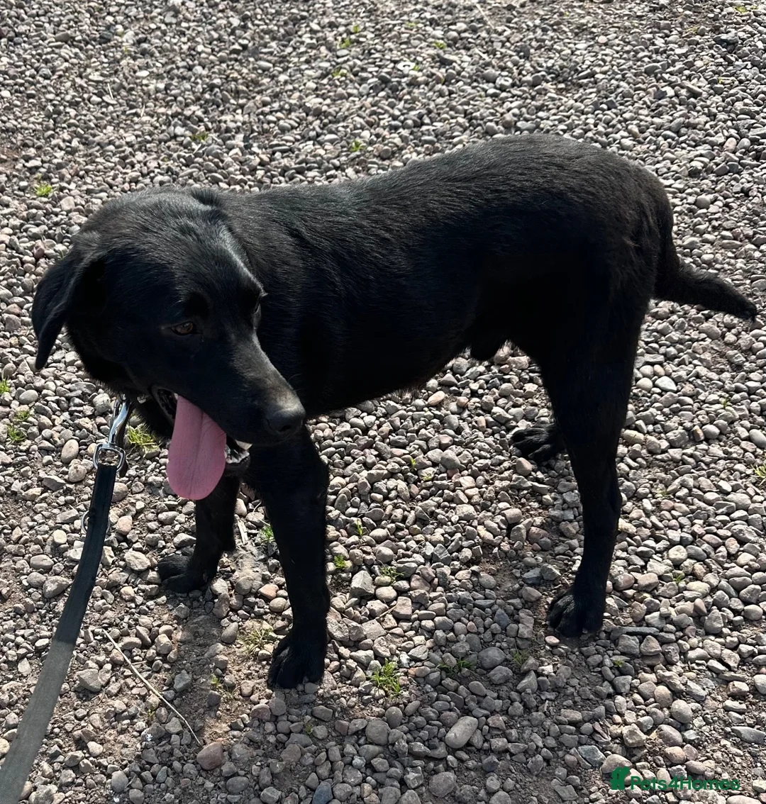 Labrador Retriever dogs for sale: Happy and playful Black Labrador boy - Advert 1