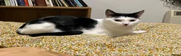 Mixed Breed cats for sale: Rescue kittens for Adoption  - Advert 2