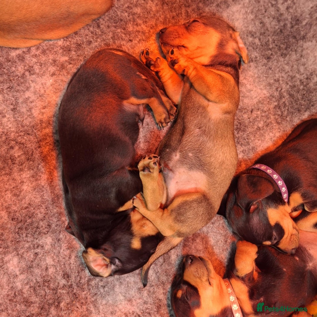 Miniature Dachshund dogs for sale: 5 gorgeous miniature dachshund puppies for sale  - Image 2