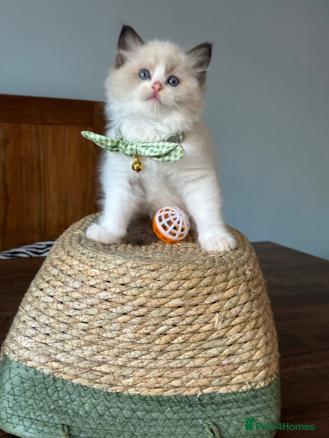 Ragdoll cats for sale: TICA Registered Ragdoll Kittens - Image 14