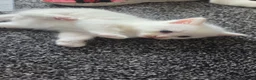 Mixed Breed cats for sale: 2 kittens for sale  - Advert 4