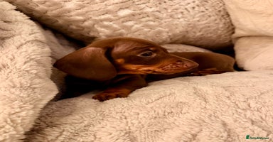 Miniature Dachshund dogs OUTSTANDING SMOOTH MINI DACHSHUNDS  - Advert 5