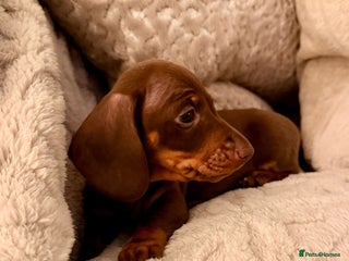 Miniature Dachshund dogs OUTSTANDING SMOOTH MINI DACHSHUNDS - Advert 1