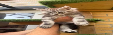 Brown collar kitten