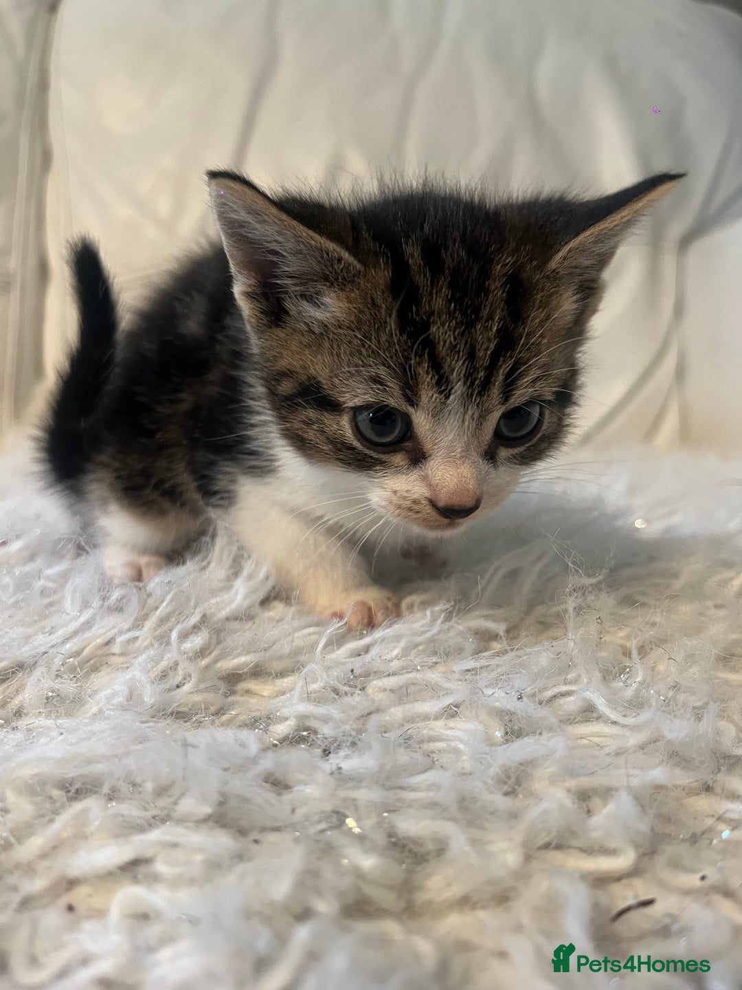 Mixed Breed cats for sale: 3 Beutiful babies  - Advert 28