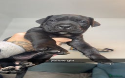 Cane Corso dogs for sale: Beautiful Cane Corso Puppies - Image 4