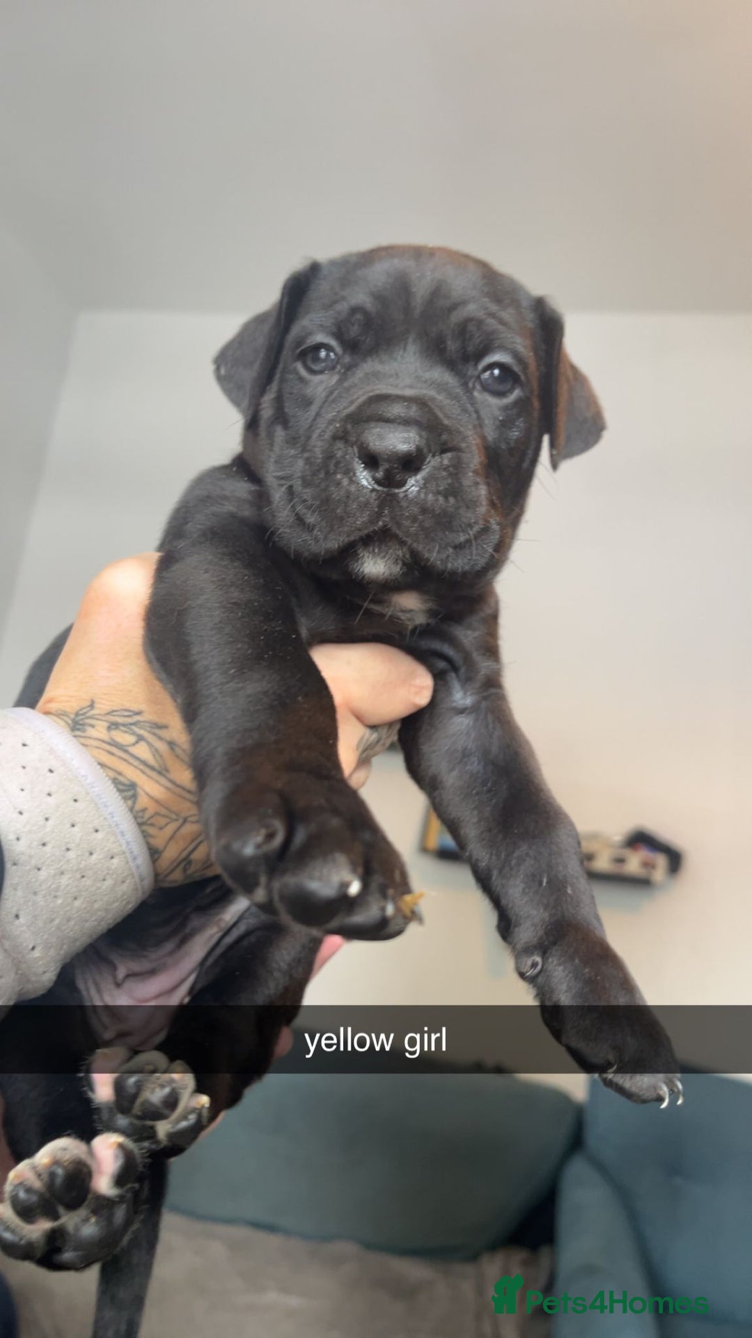 Cane Corso dogs for sale: Beautiful Cane Corso Puppies - Image 4