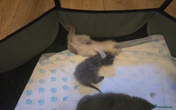 British Shorthair cats for sale: 6 x British Short-haired Blue kittens for sale - Image 21