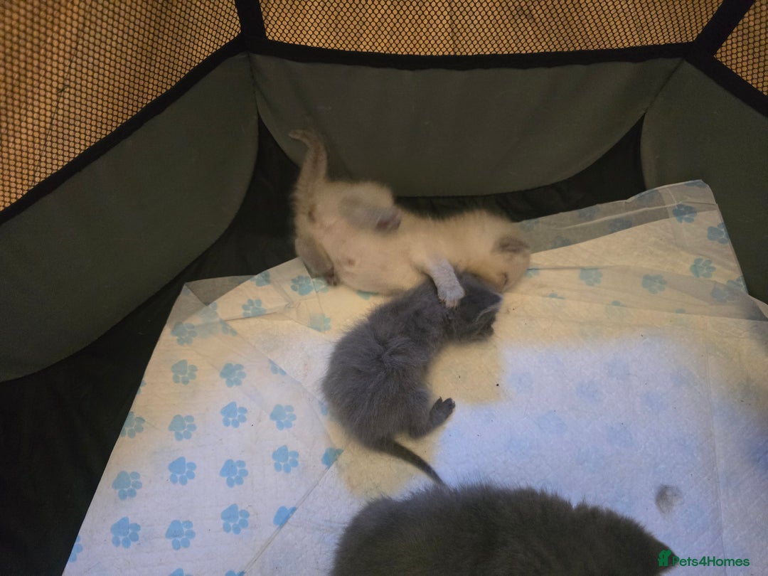 British Shorthair cats for sale: 6 x British Short-haired Blue kittens for sale - Image 21