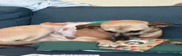 Mixed Breed dogs for sale: Our loving dog is looking for a new home - Advert 5