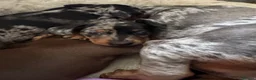 Miniature Dachshund dogs for sale: Beautiful Miniature Dachshund Puppies - Advert 13