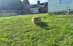 Mixed Breed dogs for sale: Border collie x Australia kelpie pups  - Image 4