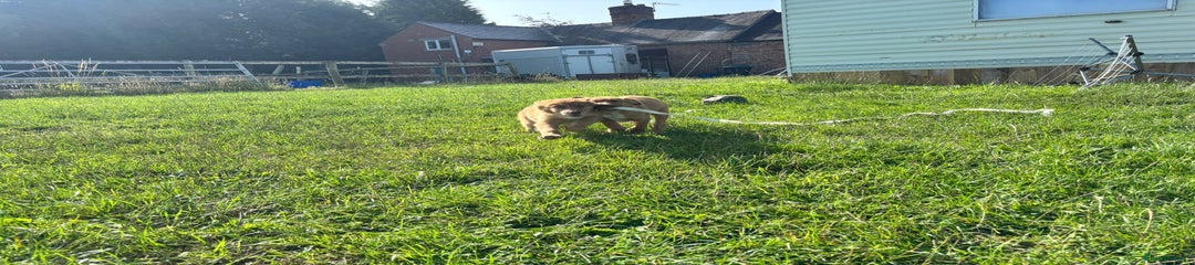 Mixed Breed Puppy 1