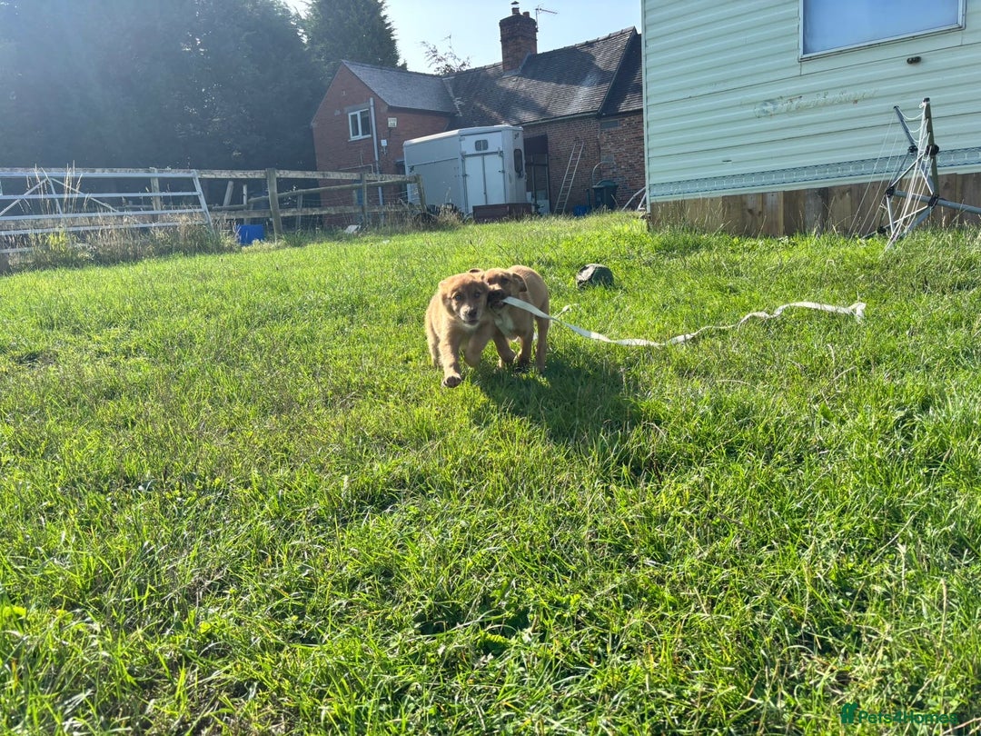 Mixed Breed dogs for sale: Border collie x Australia kelpie pups  - Image 4