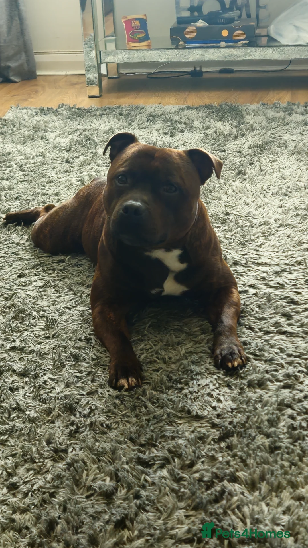 Staffordshire Bull Terrier dogs for stud: Staffordshire bull terrier - KC registered - Advert 2