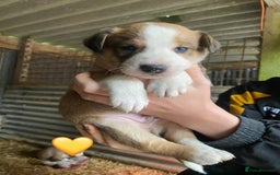 Welsh Collie dogs for sale: Welsh Sheepdog Puppies - Image 6