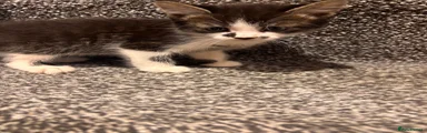 American Shorthair 3