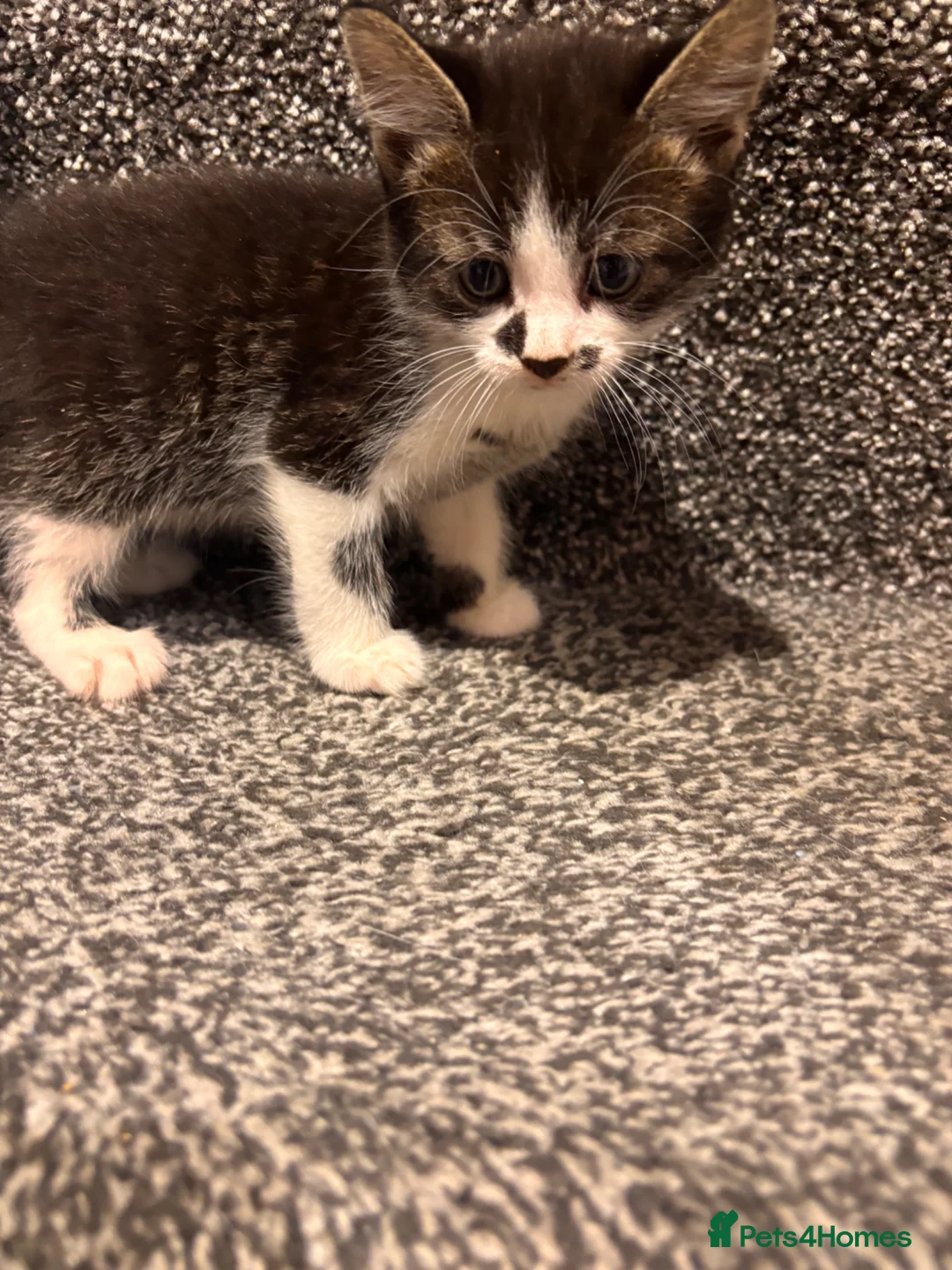 American Shorthair cats for sale: 4 male american shorthairs in Farnborough - Advert 2