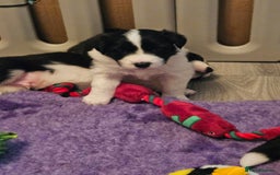 Border Collie dogs for sale: B. C. Puppies black and white kc reg - Advert 15