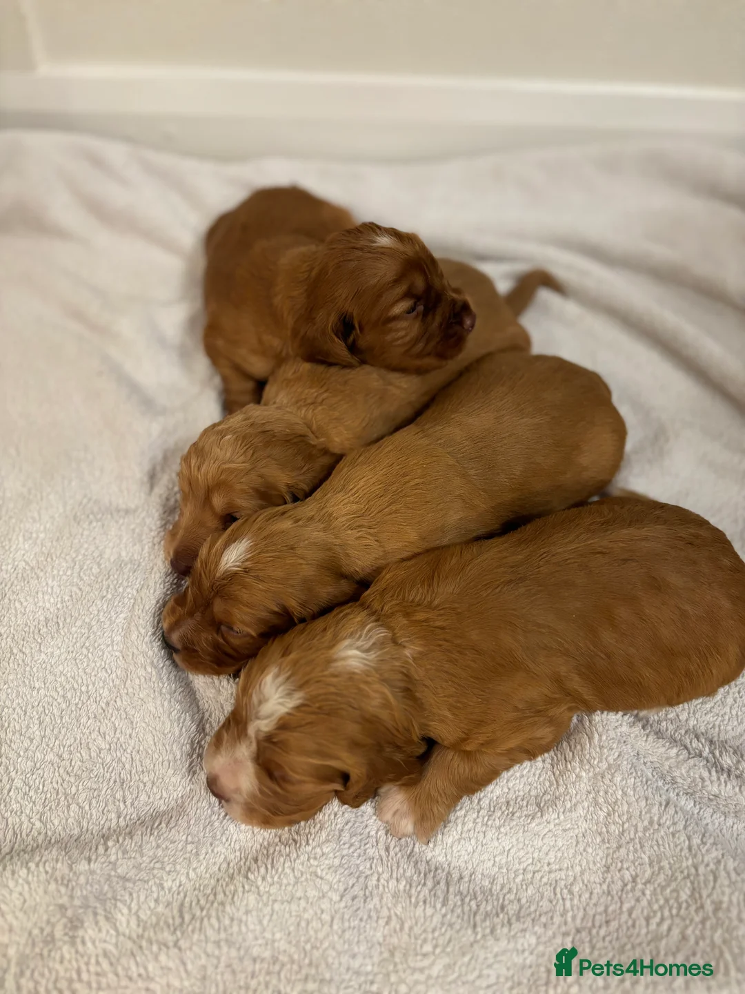 Cocker Spaniel dogs for sale: Working type cocker spaniel puppys - Advert 9