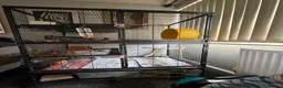 Chinchilla rodents for sale: 2 year old chinchilla in Leeds - Advert 7