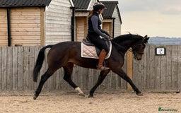 Belgian Warmblood horses for sale: Libertee - Dressage, happy hacker type - Image 3